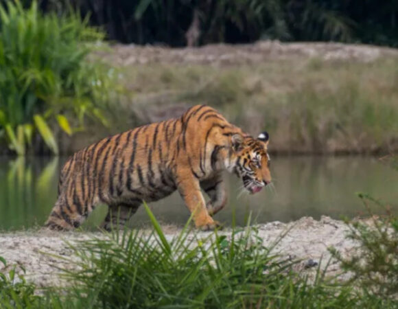 Sundarban