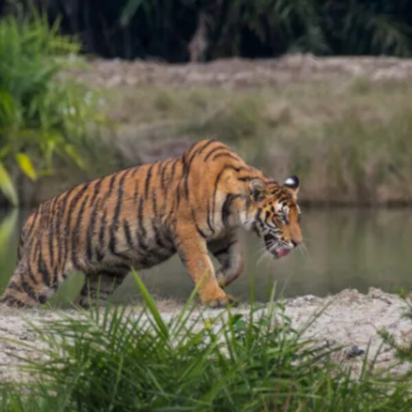 Sundarban